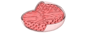 mitochondria